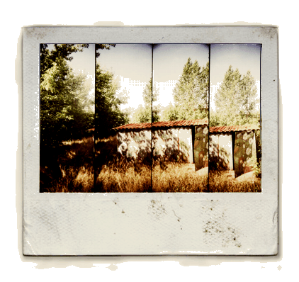 shed surrounded by trees